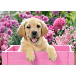 CASTORLAND Puzzle Labrador v růžovém boxu 300 dílků 2